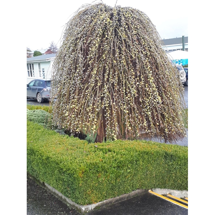 V?ba rakytová - Salix caprea Kilmarnock Pendula - na 120 kmienku