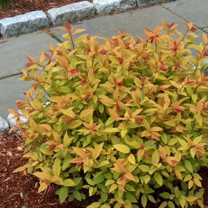 Tavo?ník - Spiraea bumalda 'Goldflame' - 10/15cm