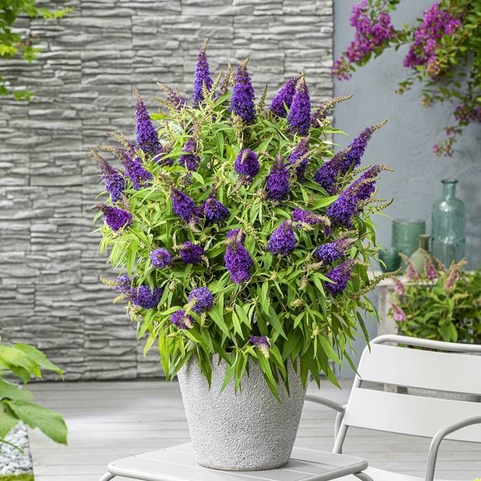 Buddleja davidii ´Butterfly Candy Little Purple´- 20/30cm