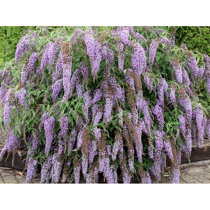 Buddleja davidii 'Wisteria Lane' - 20/30cm