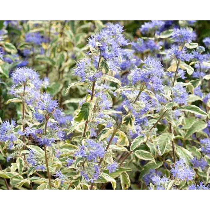 Caryopteris x clandonensis 'White Surprise'- 15/20cm