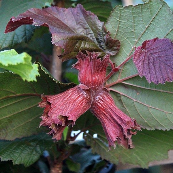 Lieska - Corylus avellana ´Lombardská ?ervená´  - na 120cm kmeni