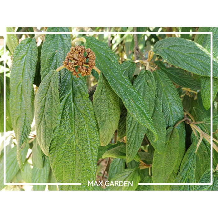 Kalina vrás?itolistá - Viburnum rhytidophyllum ’Willowwood’ - 20/30cm
