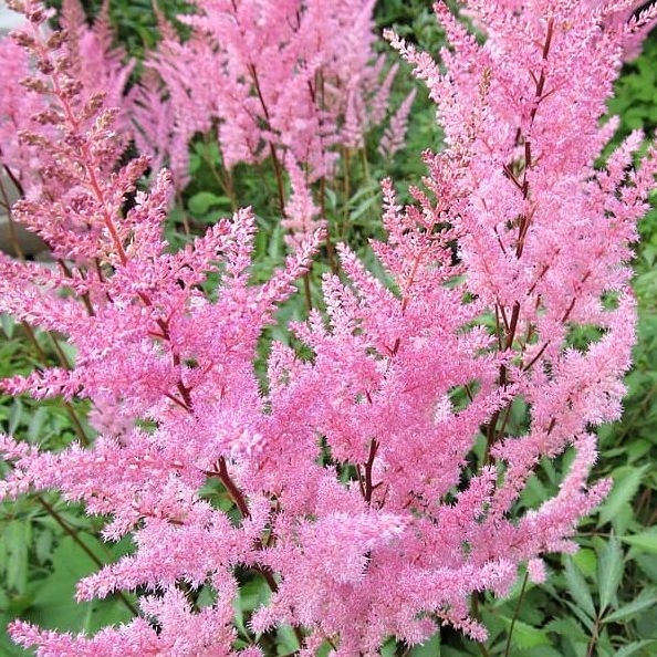 Astilba - Astilbe Arendsii Group ´Amethyst´