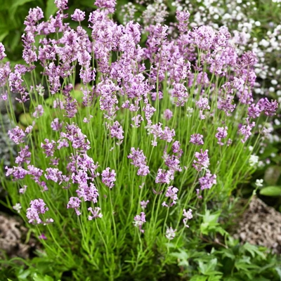 Levanduľa úzkolistá  - Lavandula angustifolia 'Rosea' P14