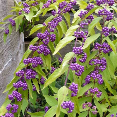 Krásnoplodka - Callicarpa dichotoma ´Issai´- 20/30cm