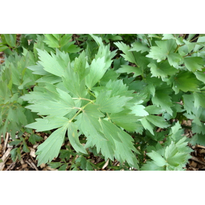 Ligúr?ek lékársky - Levistichum officinale