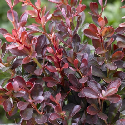  Dráč Thunbergov - Berberis thunbergii ´Atropurpurea ´ Veľkosť: 30-40 , RK2