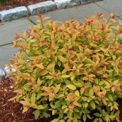 Tavo?ník japonský - Spiraea bumalda 'Goldflame' - 50+cm