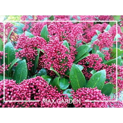 Skimia japonská' Rubella ' - Skimmia japonica ' Rubella' - 30/40cm