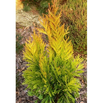 Tuja riasnatá - Thuja plicata '4ever Goldy'  Co2,5L 20/30