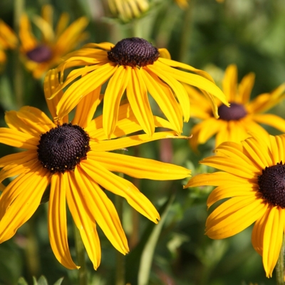 Rudbekia žiarivá  - Rudbeckia fulgida Goldstrum