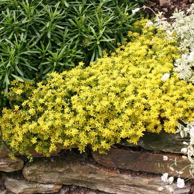 Sedum acre ’Aureum’