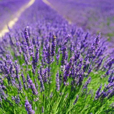 Levanduľa úzkolistá  -  Lavandula angustifolia 'Dwarf Blue'  Co18 15-20