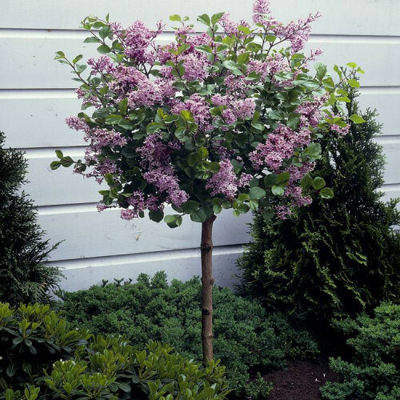 Orgován meyerov  - Syringa meyeri ´Palibin´ - na 75cm kmeni