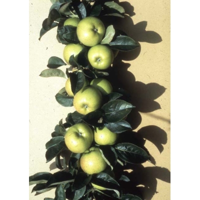 Jablo? - Malus domestica 'Bolero' - jesenná (st?pová)