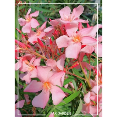 Oleander oby?ajný  - Nerium oleander Salmon -110+ cm