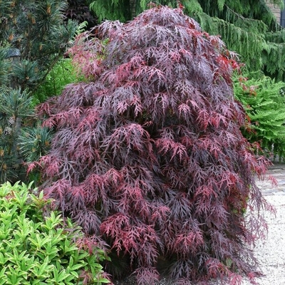 Javor dlaňolistý - Acer palmatum  'Dissectum Garnet' Co10L  1/2 kmeň