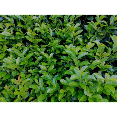 Vavrínovec lekársky Novita - Prunus laurocerasus ´Novita´- 50/60cm
