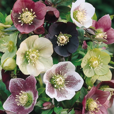 Helleborus orientalis  Co1L