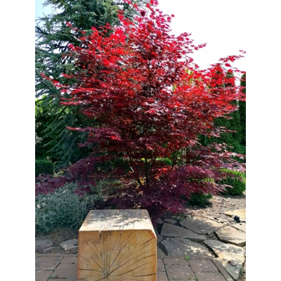 Javor dla?olistý NAJ?ERVEN?Í KULTIVAR  - Acer palmatum 'Fireglow'  - 70/100cm