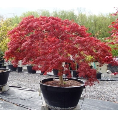 Javor dla?olistý  - Acer palmatum 'Inaba Shidare' - na 120cm kmienku