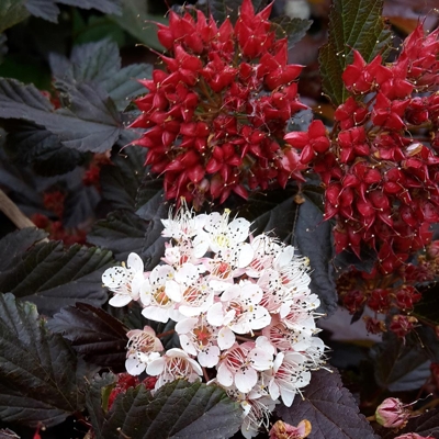Tavo?a kalinolistá  - Physocarpus opulifolius ´Red Baron´