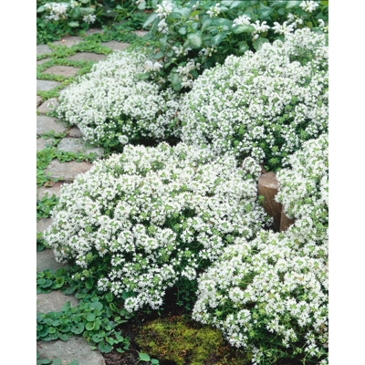 Dúška včasná - Thymus praecox ´Albiflorus´  K9