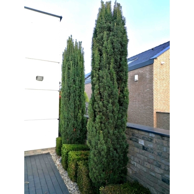 Tis oby?ajný - Taxus baccata 'Fastigiata Robusta' - 20/30cm