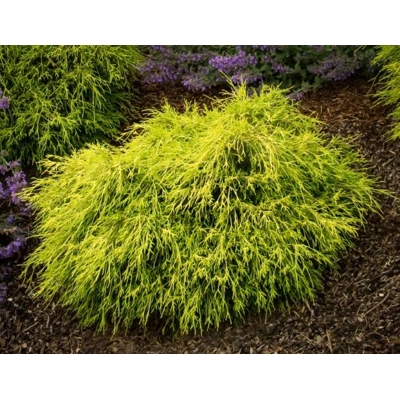 Cypruštek hrachonosý - Chamaecyparis pisifera 'Sungold' - 40+cm