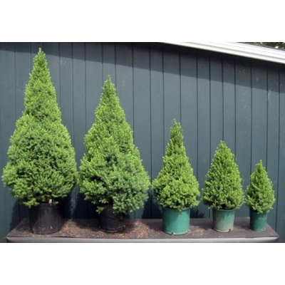 Smrek biely  - Picea Glauca ´Conica´ - 30/40cm