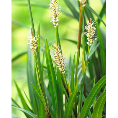Ostrica japonská - Carex morrowii ´Irish Green´ - 15/20cm