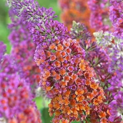 Buddleja weyeriana ´Flower Power´ - 20/30cm