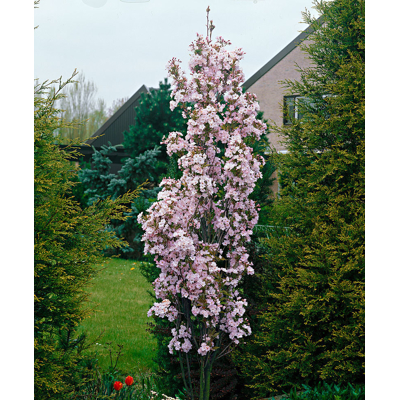 Čerešňa pilovitá - Prunus serrulata 'Amanogawa' Co7,5L 100/125