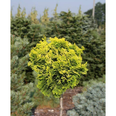 Cypruštek tupolistý  - Chamaecyparis obtusa ''Aurora'' - na 1/4 kmeni