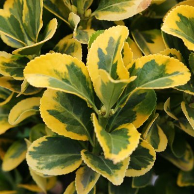 Euonymus japonicus ‘Elegantissimus Aureus’  Co3L  30/40