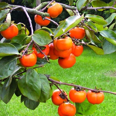 Ebenovník raj?iakový  - Diospyros kaki - Hurmi Kaki ´Tipo´ - na 80cm kmeni