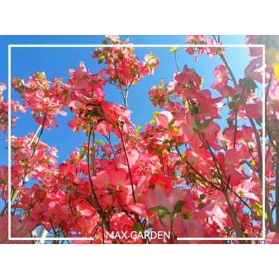 Drie? kvetnatý - Cornus florida ´Rubra´ -170/190cm