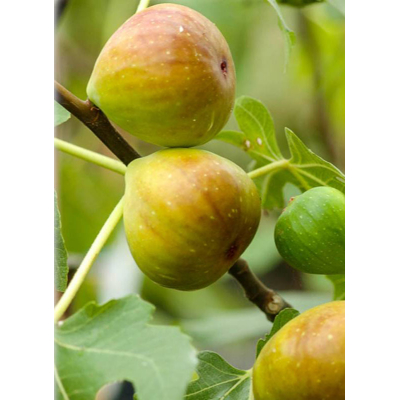 Figovník - Ficus carica ´Brogiotto Bianco´- 35/45cm