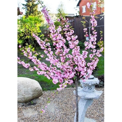 Mand?a okrasná - Prunus triloba - na 60cm kmeni