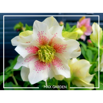 Helleborus orientalis ´White Spotted´