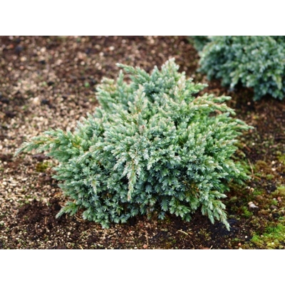 Borievka šupinatá - Juniperus squamata 'Blue Star' - 30/40cm