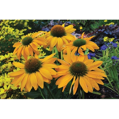 Echinacea hybrid ´Yellow´ P14