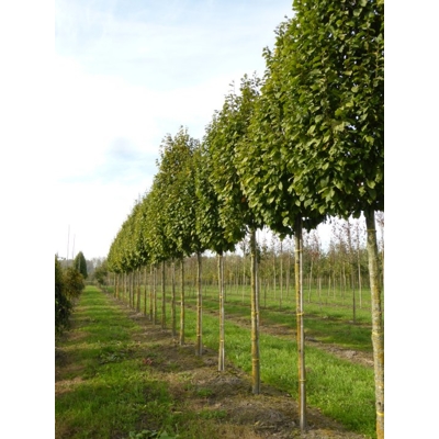 Hrab obyčajný - Carpinus betulus ´Lucas´ Co25L 6/8 - vysokokmeň