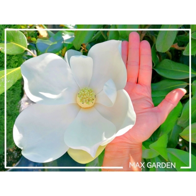 Magnólia ve?kokvetá - Magnolia grandiflora 'Gallisoniensis' - na 200/220cm kmeni