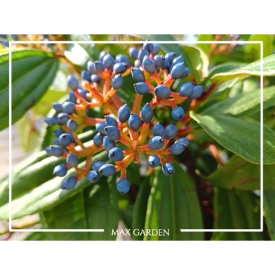 Kalina Dávidova - Viburnum davidii  Co5L