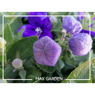 Platycodon grandiflorus 'Astra Blue'