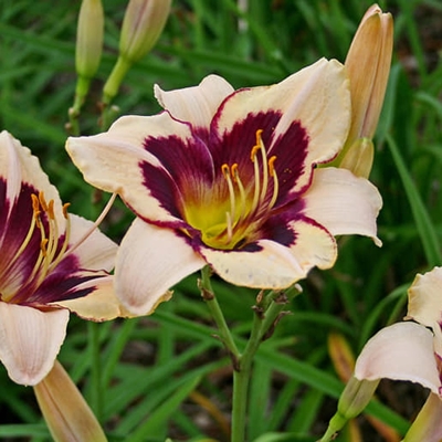 ?aliovka – Hemerocallis ´Moonlit Masquerade´