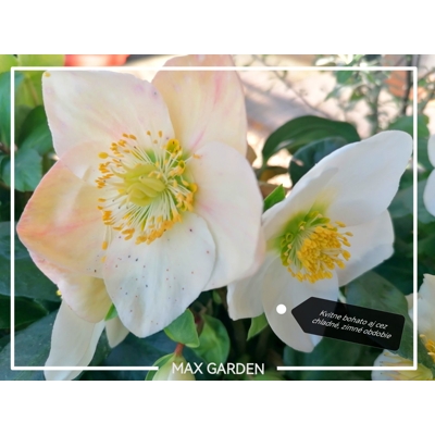 Helleborus Niger ´Christmas Carol´