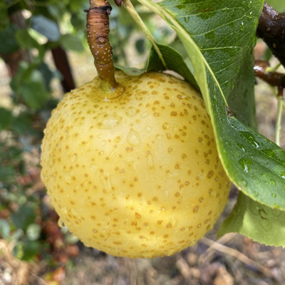 Hruška ázijská - Pyrus ´Shinseiki´